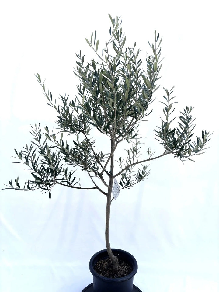 NEWコラチナ(オリーブの木)|Mサイズ|NO.10669|約140cm|人気 NEWコラチナ(オリーブの木)|Mサイズ|NO.10669|約140cm|人気