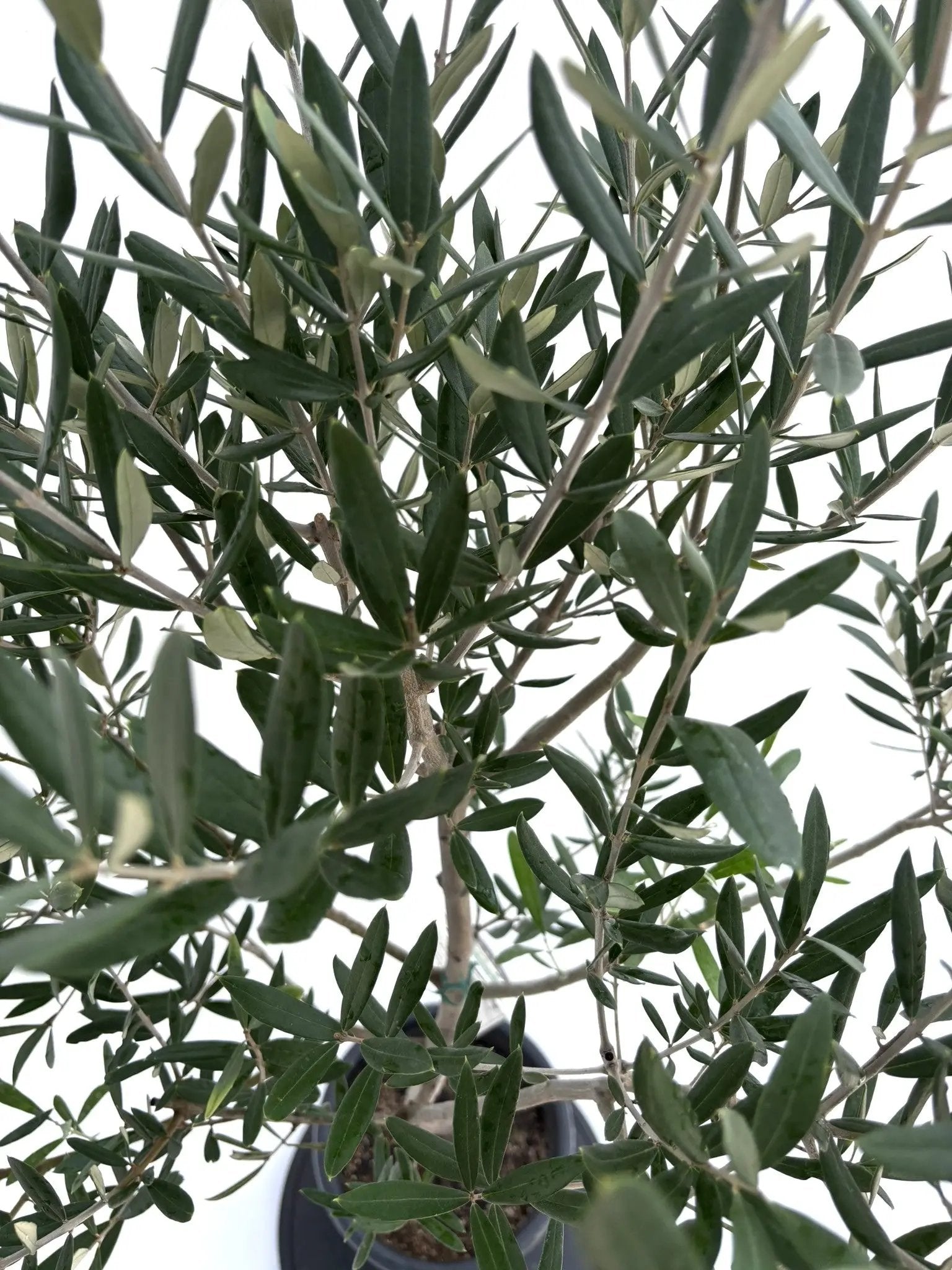 NEWコラチナ（オリーブの木）｜Mサイズ｜NO.10669｜約140cm｜人気