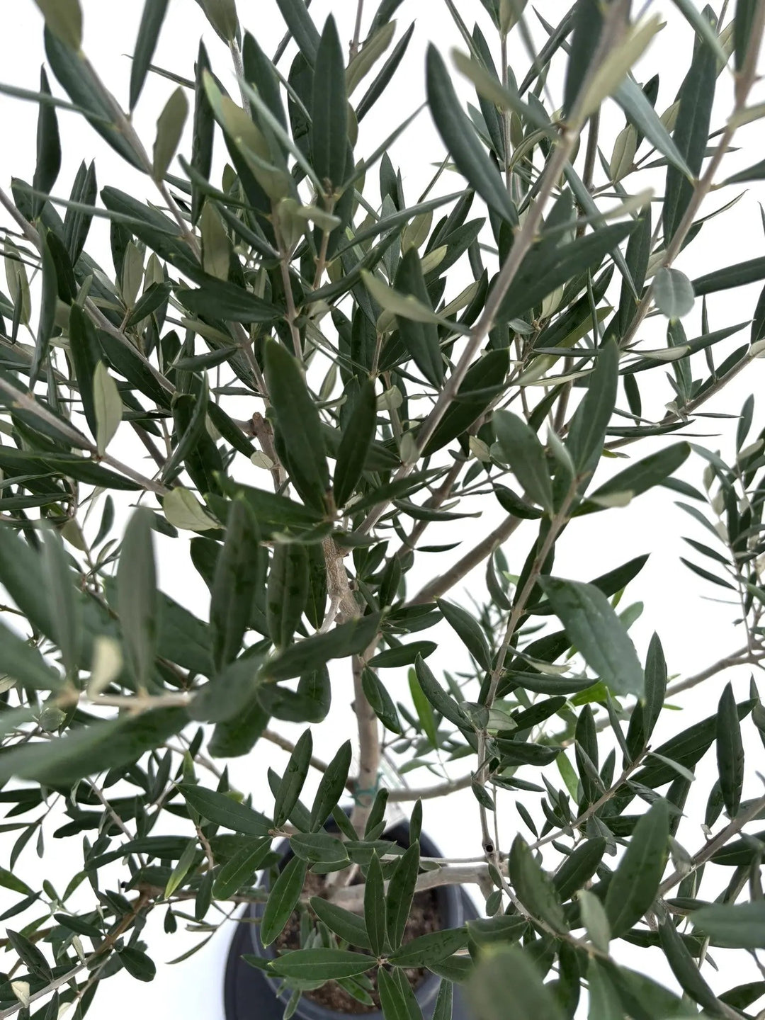 NEWコラチナ（オリーブの木）｜Mサイズ｜NO.10669｜約140cm｜人気