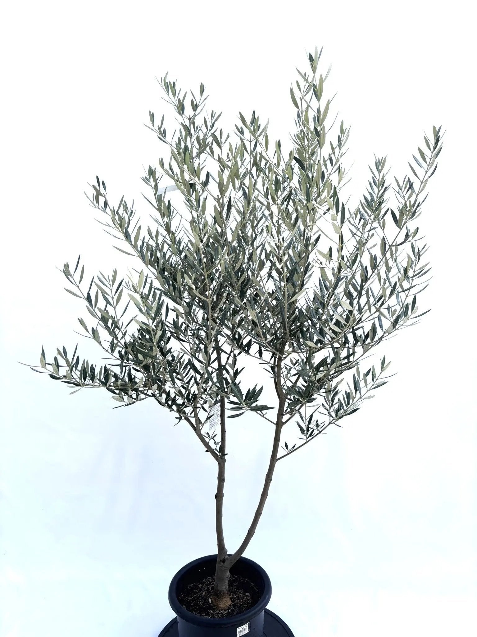 NEWホジブランコ（オリーブの木）｜Mサイズ｜No.10674｜約150cm｜人気