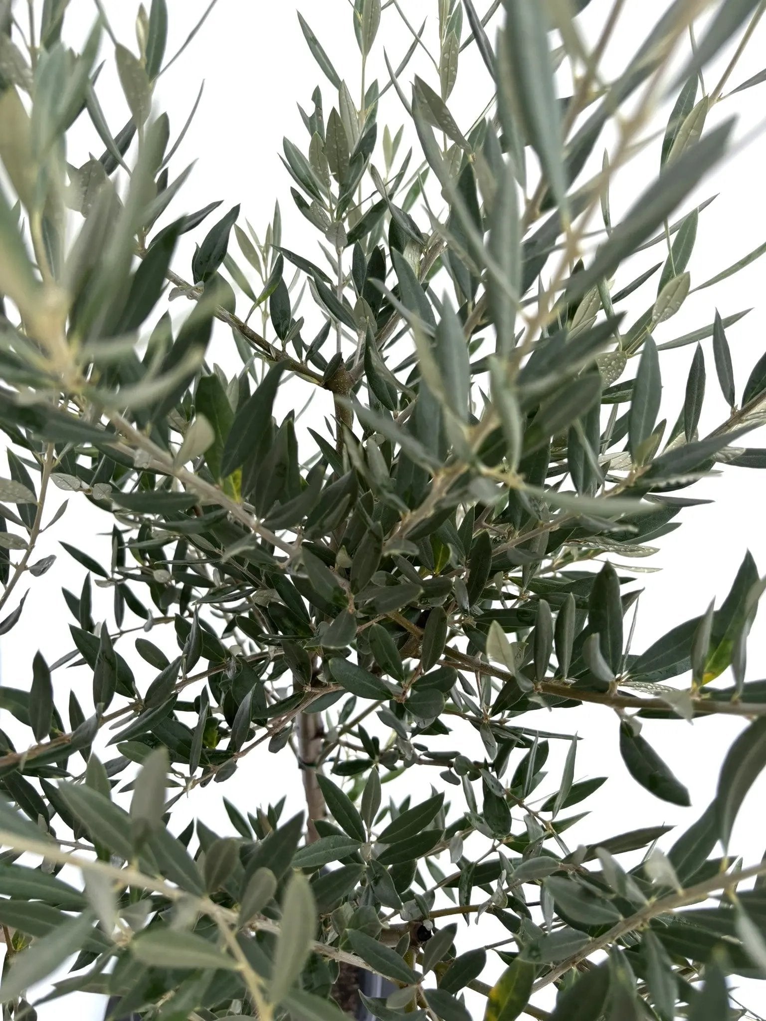 NEWホジブランコ（オリーブの木）｜Mサイズ｜No.10675｜約145cm｜人気