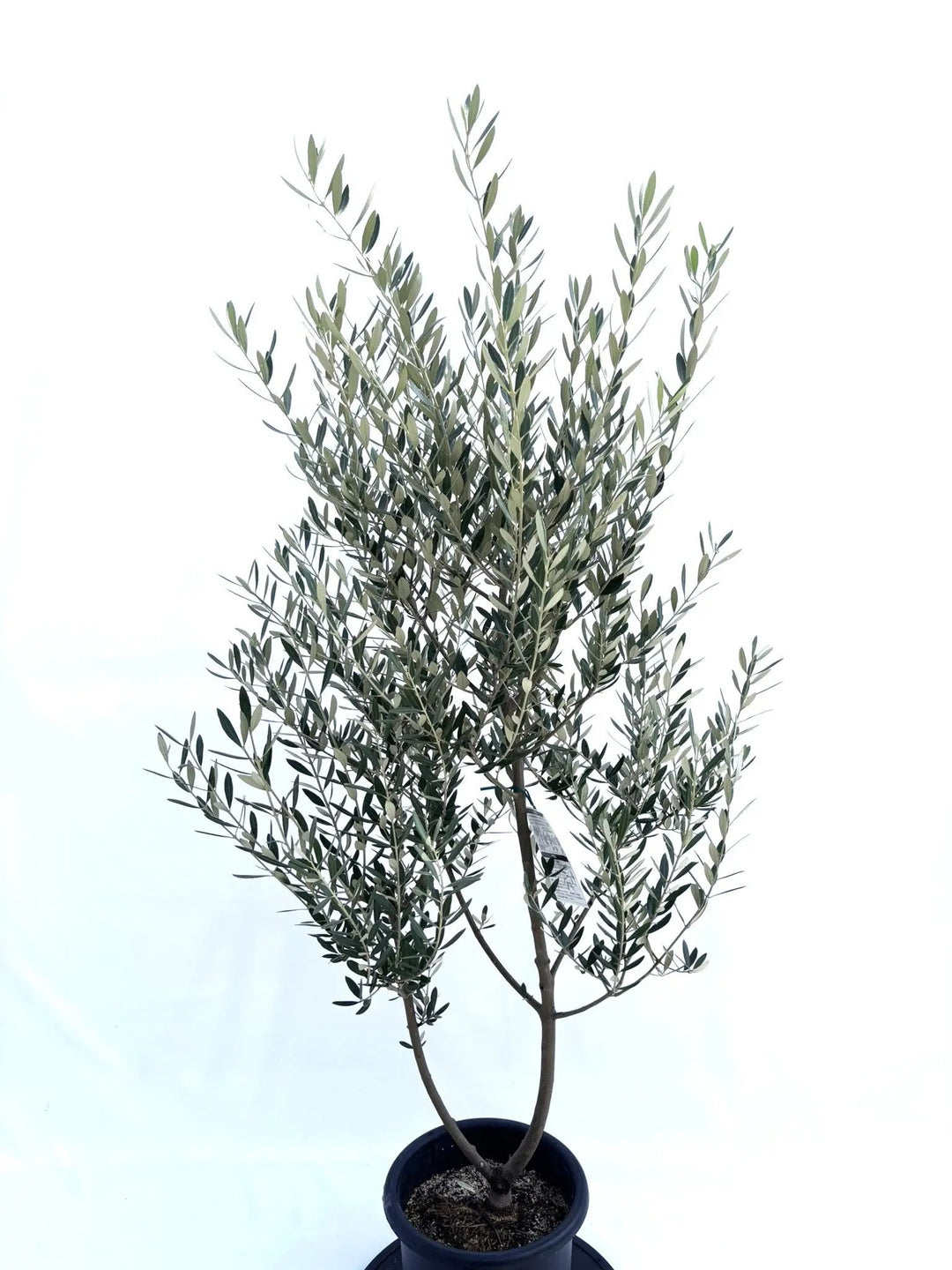 NEWミッション（オリーブの木）｜Mサイズ｜NO.10676｜約150cm｜人気