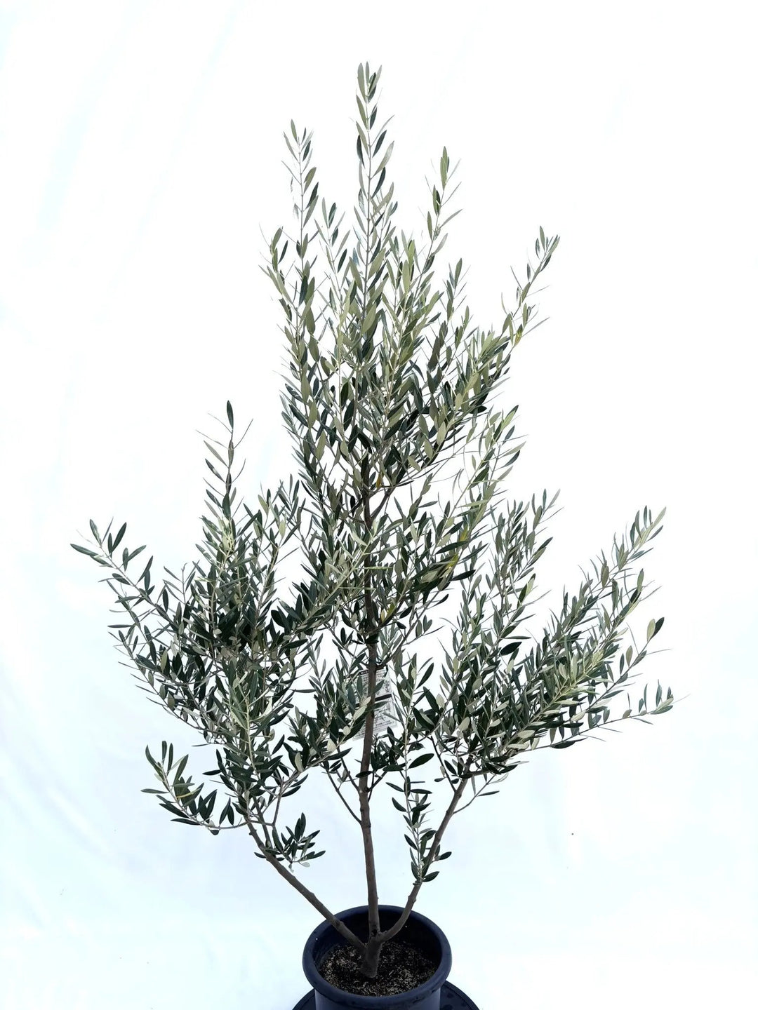 NEWミッション（オリーブの木）｜Mサイズ｜NO.10677｜約160cm｜人気