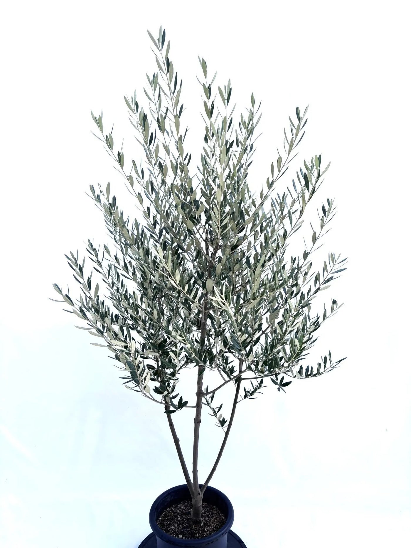 NEWミッション（オリーブの木）｜Mサイズ｜NO.10678｜約150cm｜人気・直立型・シンボルツリー向き 株式会社鶴亀園
