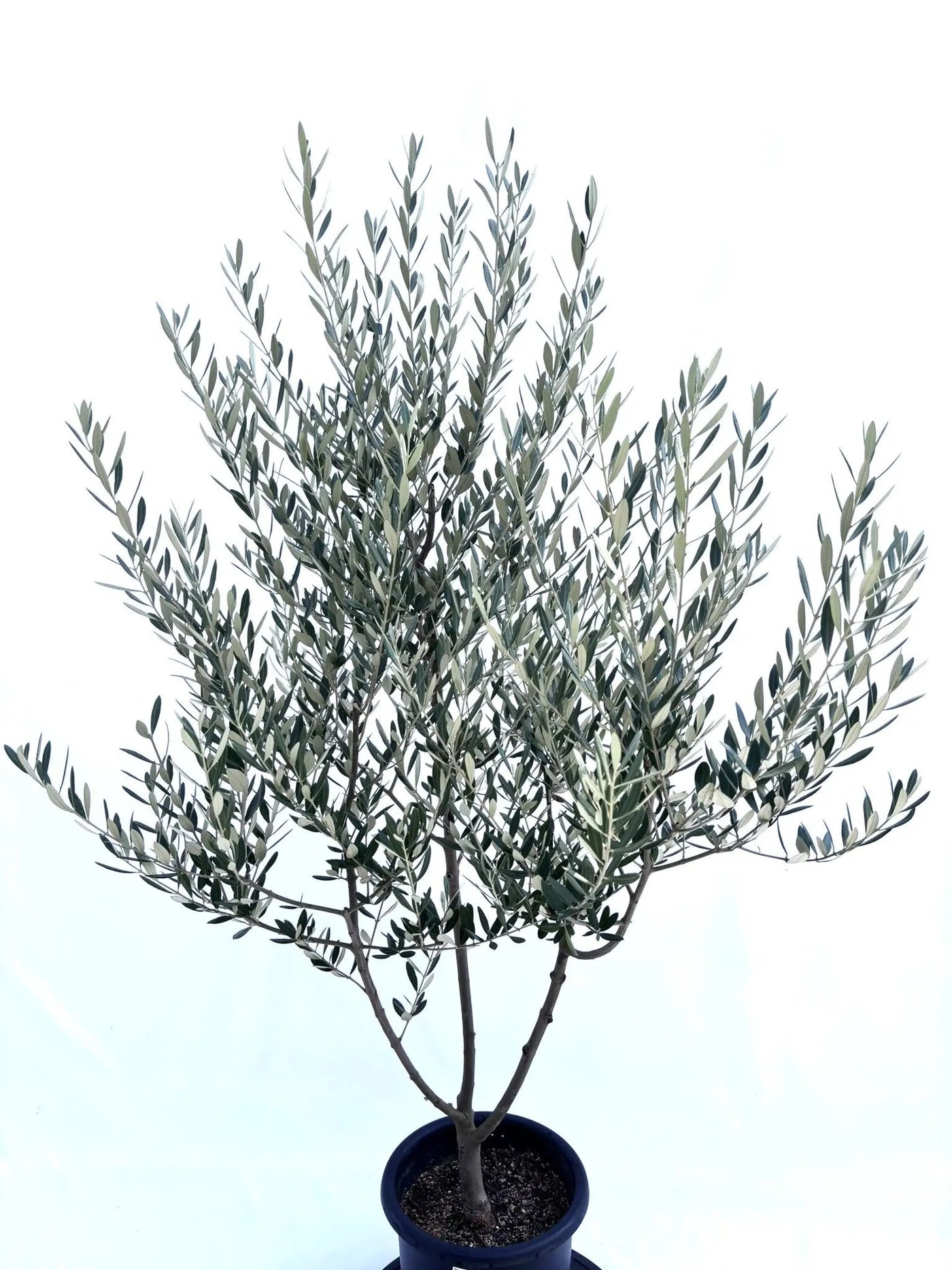 NEWミッション（オリーブの木）｜Mサイズ｜NO.10678｜約150cm｜人気・直立型・シンボルツリー向き 株式会社鶴亀園