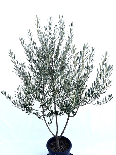 NEWミッション（オリーブの木）｜Mサイズ｜NO.10678｜約150cm｜人気・直立型・シンボルツリー向き 株式会社鶴亀園