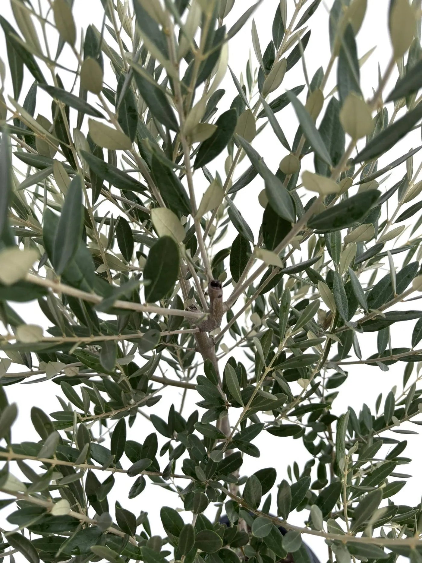 NEWミッション（オリーブの木）｜Mサイズ｜NO.10678｜約150cm｜人気・直立型・シンボルツリー向き 株式会社鶴亀園