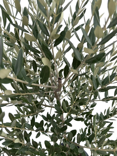 NEWミッション（オリーブの木）｜Mサイズ｜NO.10678｜約150cm｜人気・直立型・シンボルツリー向き 株式会社鶴亀園