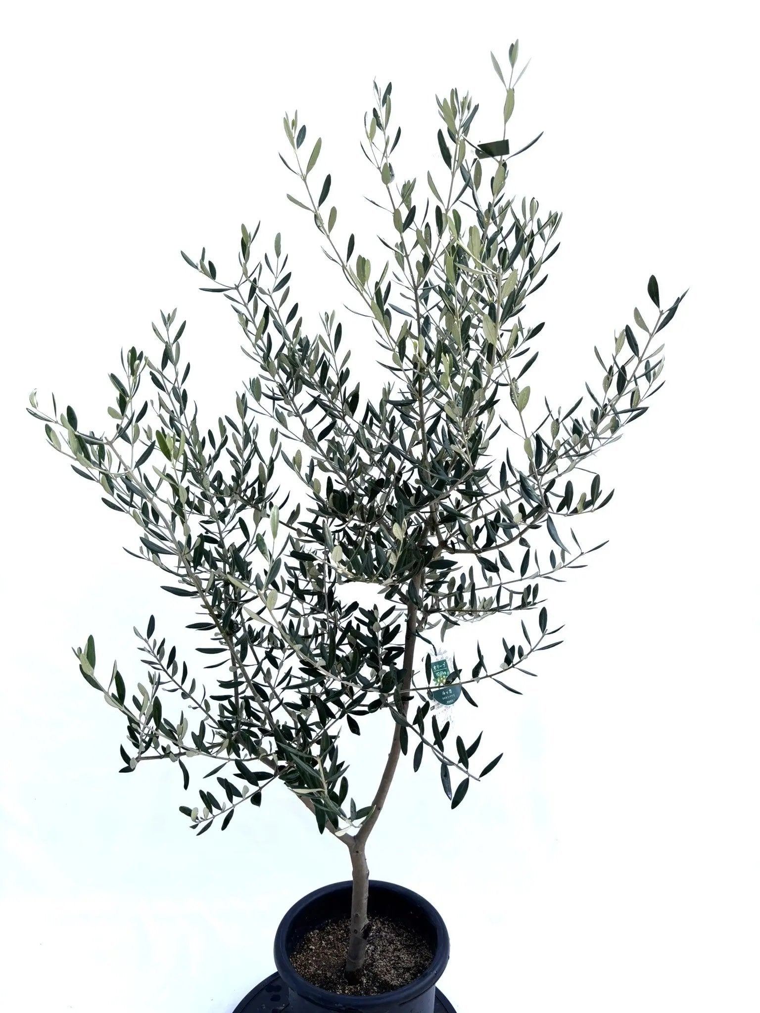 NEWルッカ（オリーブの木）｜Mサイズ｜NO.10679｜約145cm｜人気・寒冷