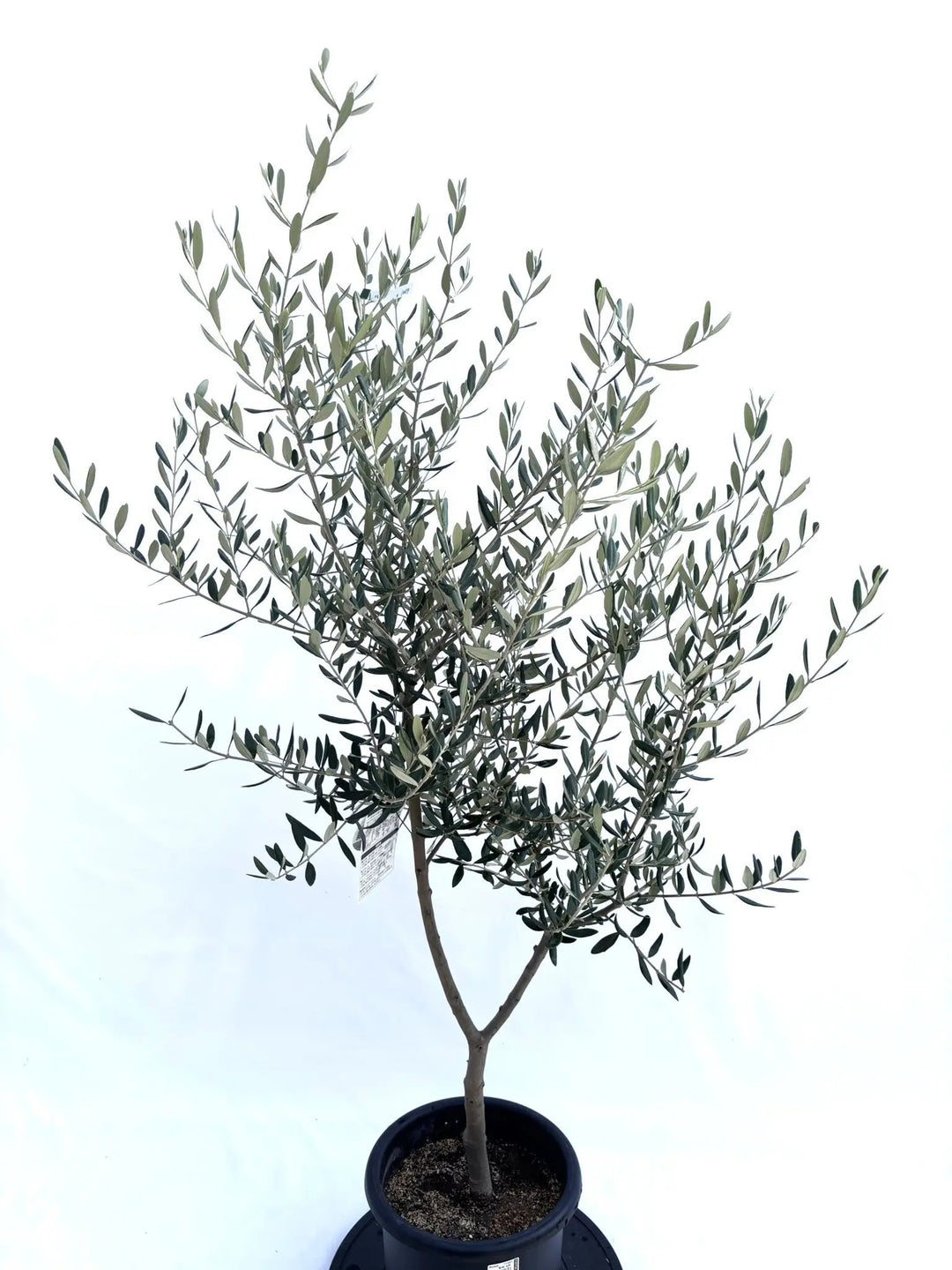 NEWルッカ（オリーブの木）｜Mサイズ｜NO.10679｜約145cm｜人気・寒冷