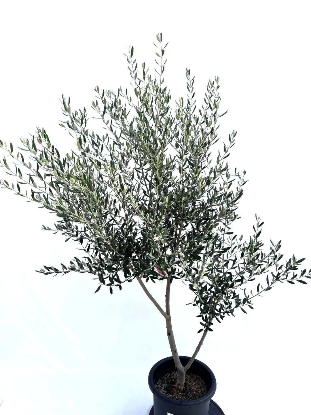 オリーブの木　アスコナーラ アスコラーナ Sサイズ 約130cm K-21 オリーブの木 - 株式会社鶴亀園