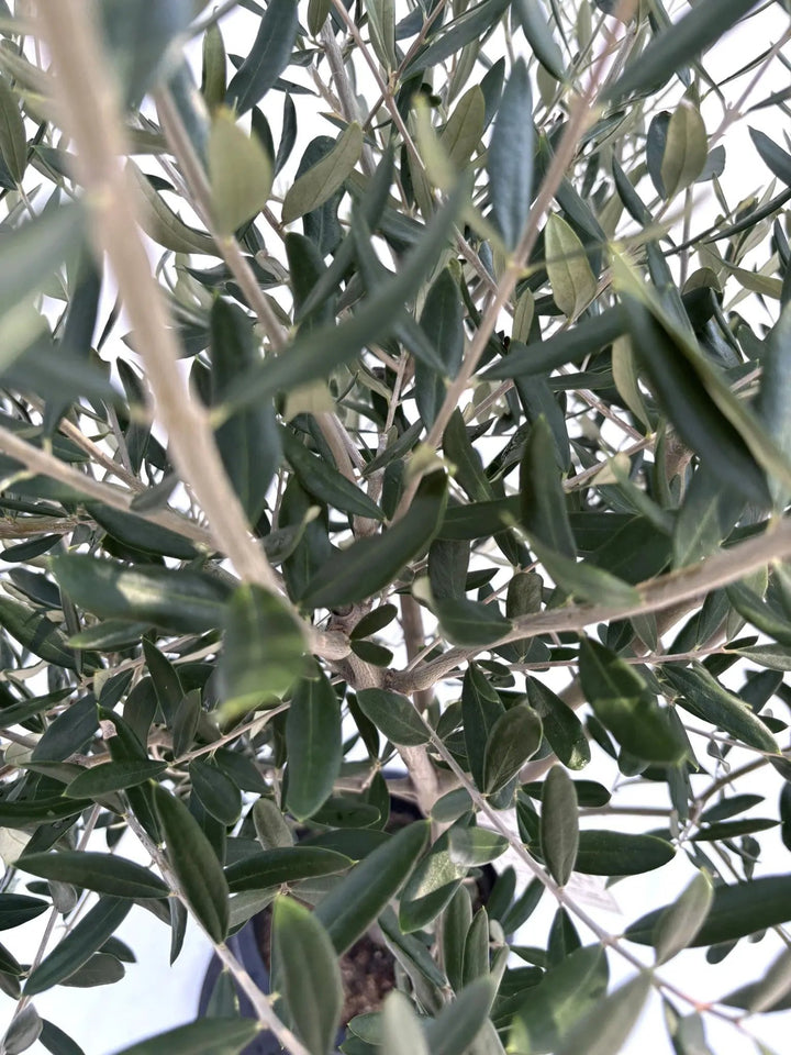 NEWアスコラーナ（オリーブの木）｜Lサイズ｜NO.10680｜約175cm｜観賞