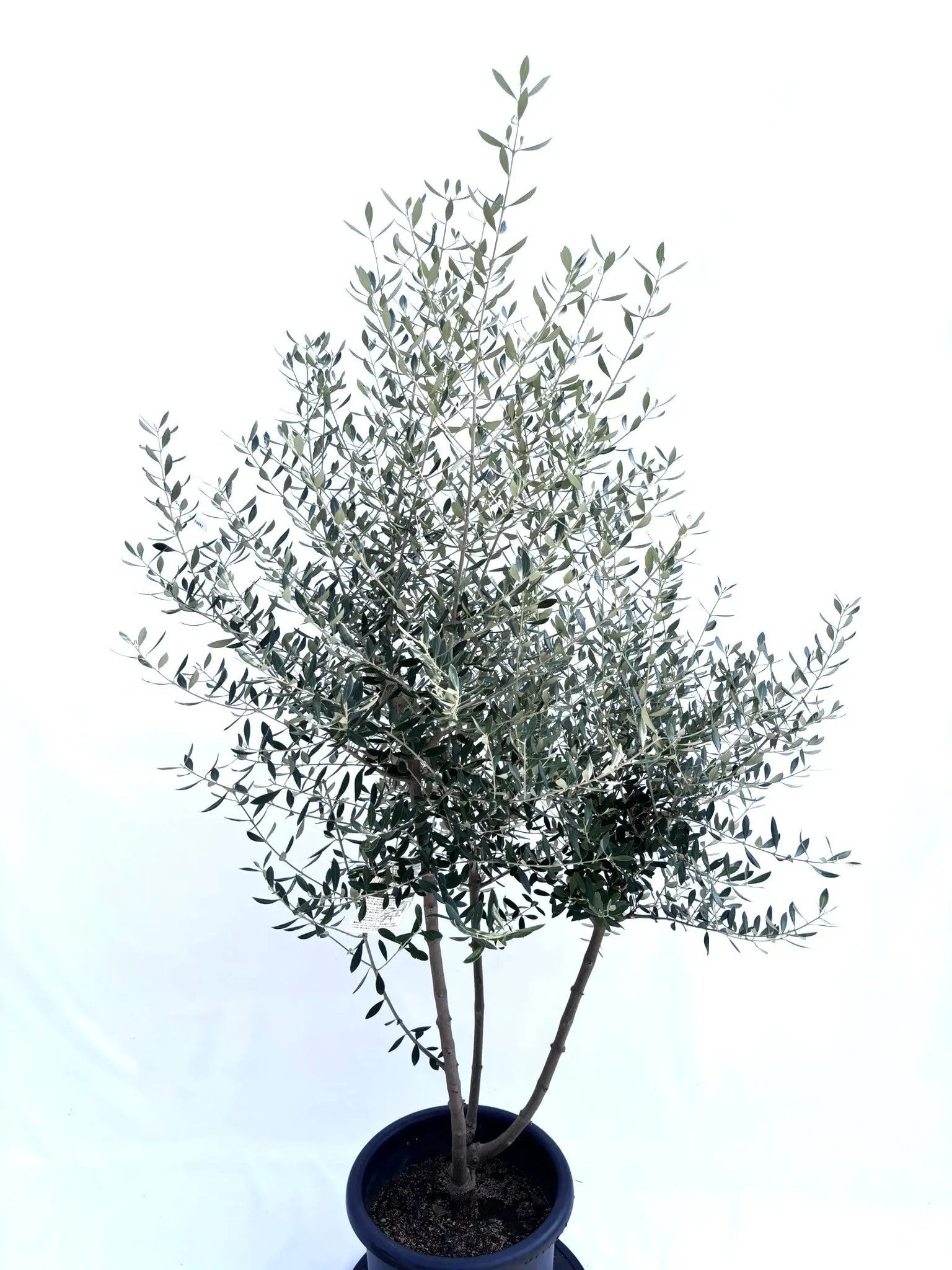 オリーブの木　コロネイキ　10号　約170cm　NO.681　現品掲載 オリーブの木 コロネイキ 10号 約170cm NO.681 現品掲載 NEWコロネイキ