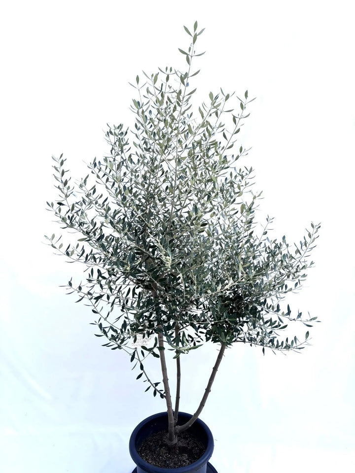 NEWコロネイキ（オリーブの木）｜Lサイズ｜NO.10681｜170cm｜オイル用