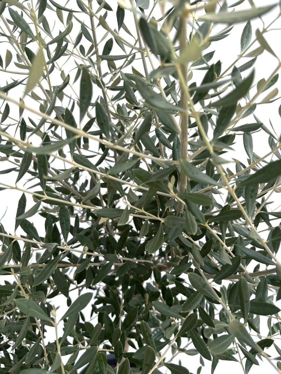 NEWコロネイキ（オリーブの木）｜Lサイズ｜NO.10681｜170cm｜オイル用