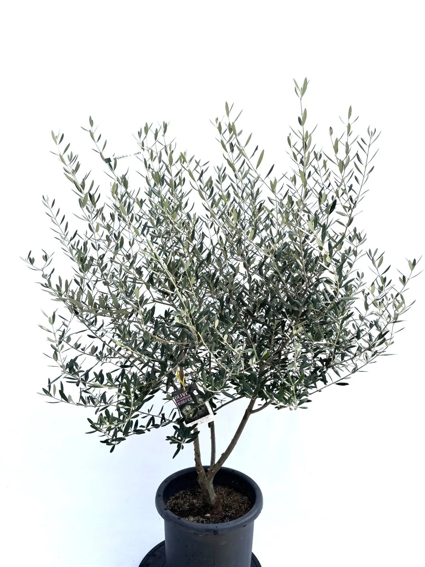 現品　創樹　オリーブの木　オリーブ　ネバディロブランコ　20番　観葉植物　野外 NEWネバディロブランコ（オリーブの木）｜Lサイズ｜NO.10683｜約