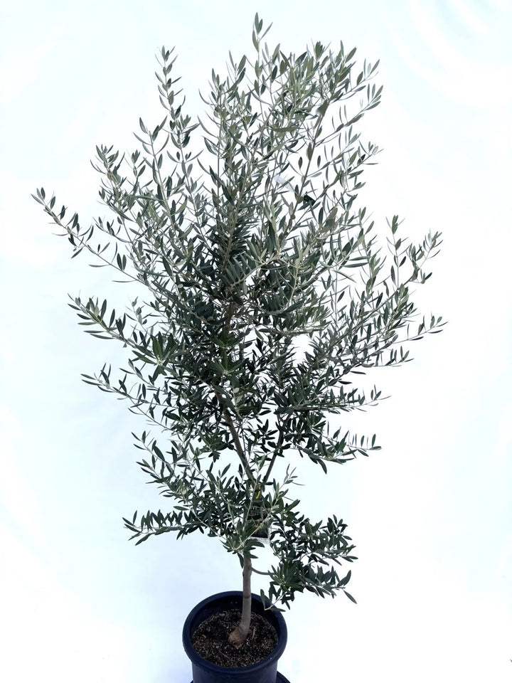 NEWネバディロブランコ（オリーブの木）｜Lサイズ｜NO.10684｜約185cm