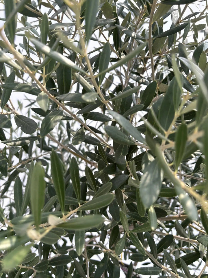 オリーブの木　ネバディロブランコ　10号　約170cm　NO.685　人気　現品 NEWネバディロブランコ（オリーブの木）｜Lサイズ｜NO.10685｜約