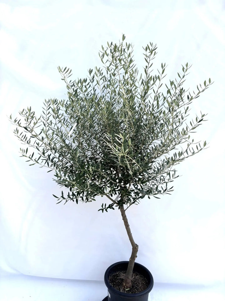 NEWネバディロブランコ（オリーブの木）｜Lサイズ｜NO.10686｜約170cm｜