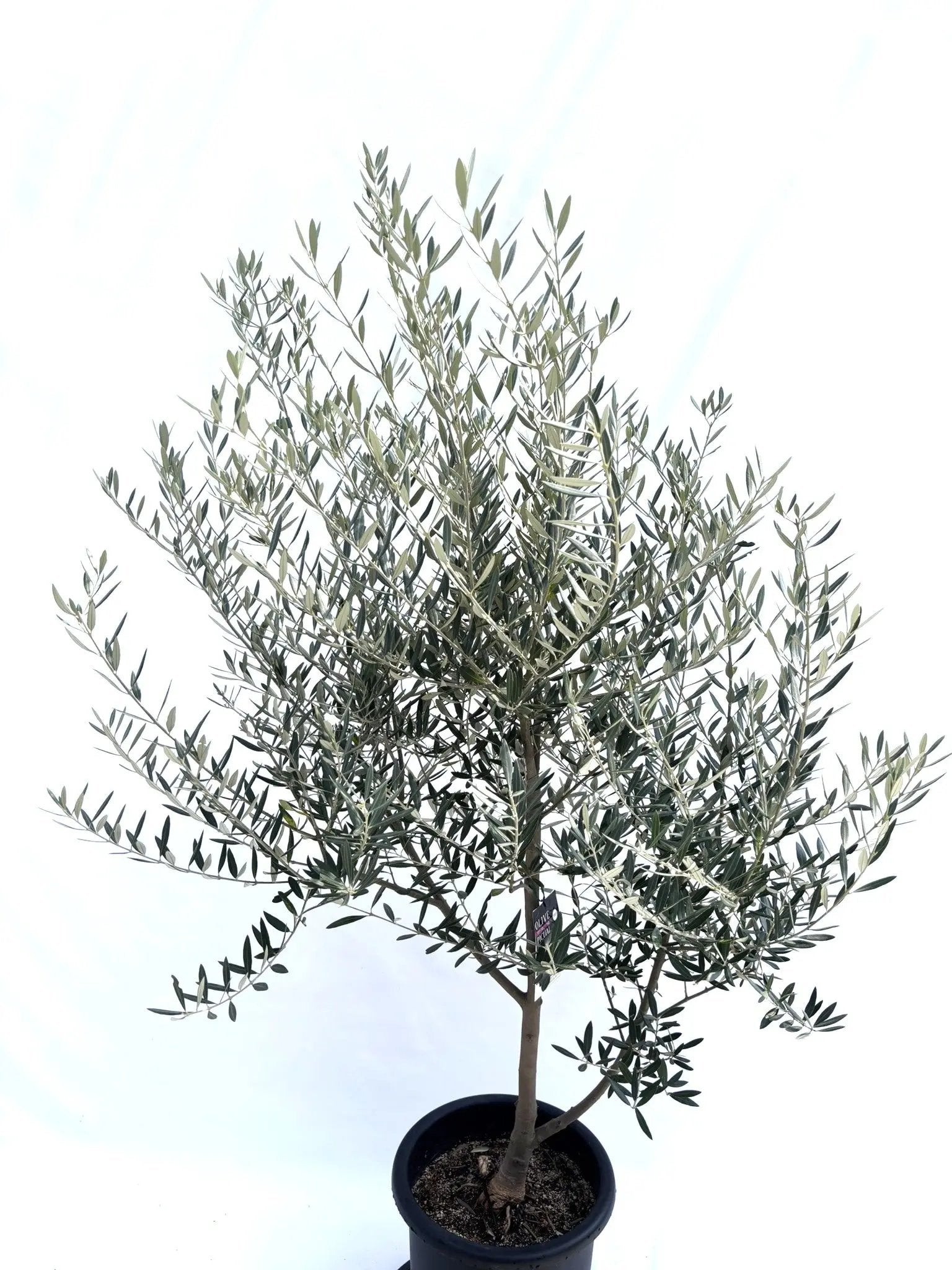 風格ある古木オリーブ - 株式会社鶴亀園