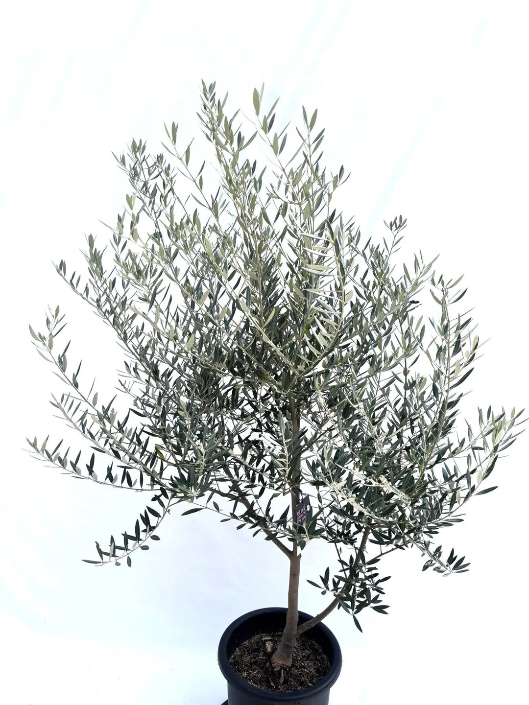 風格ある古木オリーブ - 株式会社鶴亀園