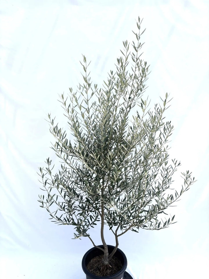 NEWピクアル（オリーブの木）｜Lサイズ｜No.10689｜約180cm｜人気・銀