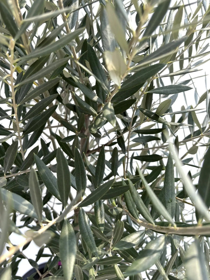 NEWピクアル（オリーブの木）｜Lサイズ｜No.10689｜約180cm｜人気・銀