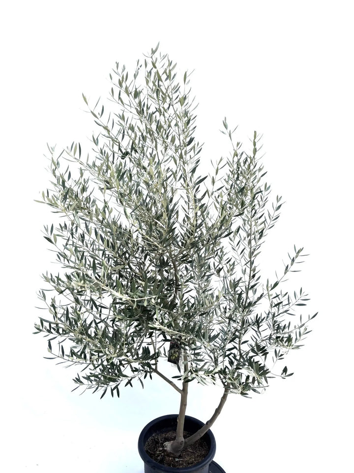 オリーブの木　ピクアル　7号　約110cm　NO.658　人気品種　現品掲載 オリーブの木 ピクアル 7号 約110cm NO.658 人気品種 現品掲載