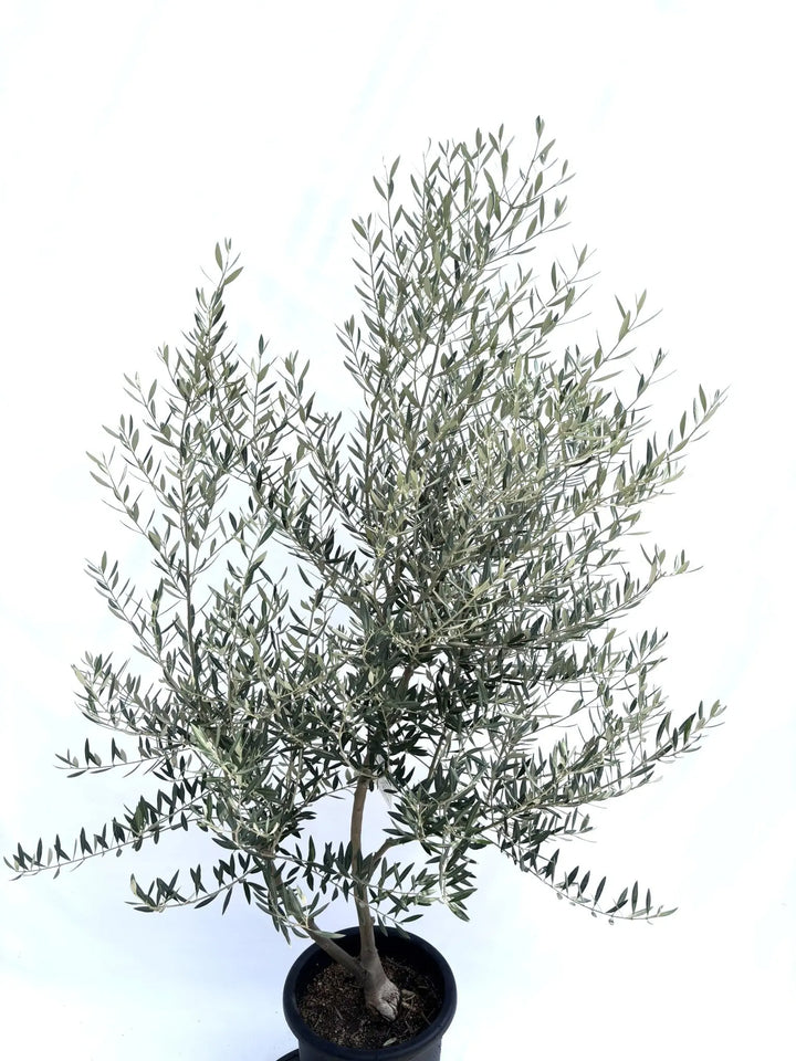 NEWピクアル（オリーブの木）｜Lサイズ｜No.10690｜約180cm｜人気・銀