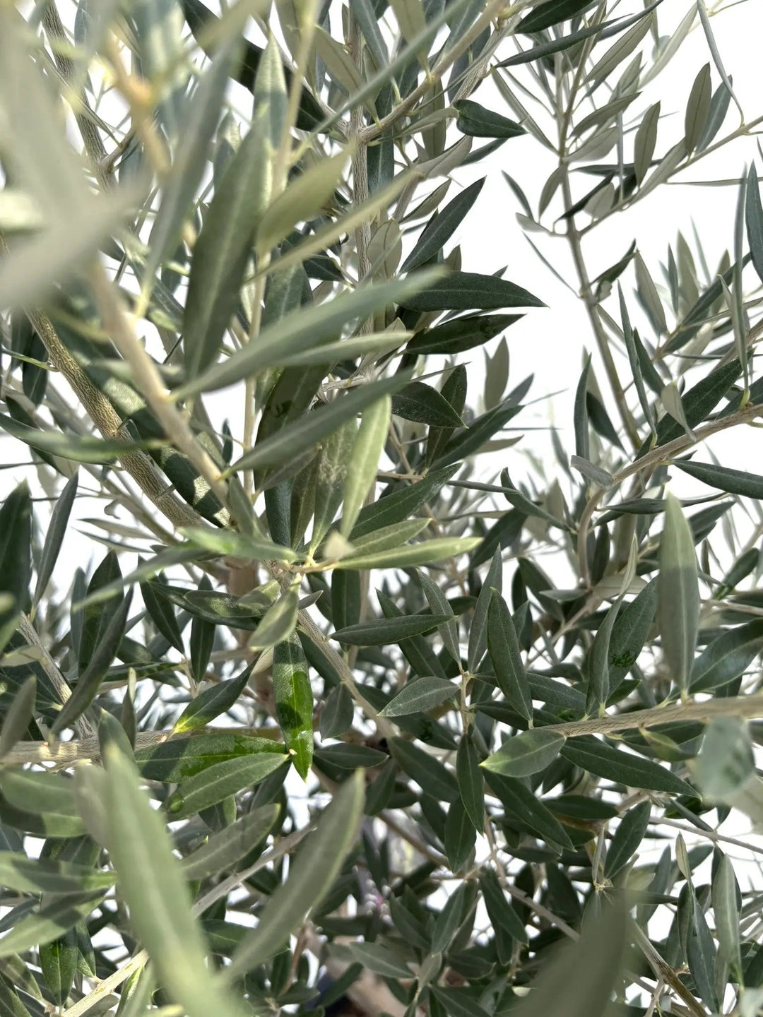 NEWピクアル（オリーブの木）｜Lサイズ｜No.10690｜約180cm