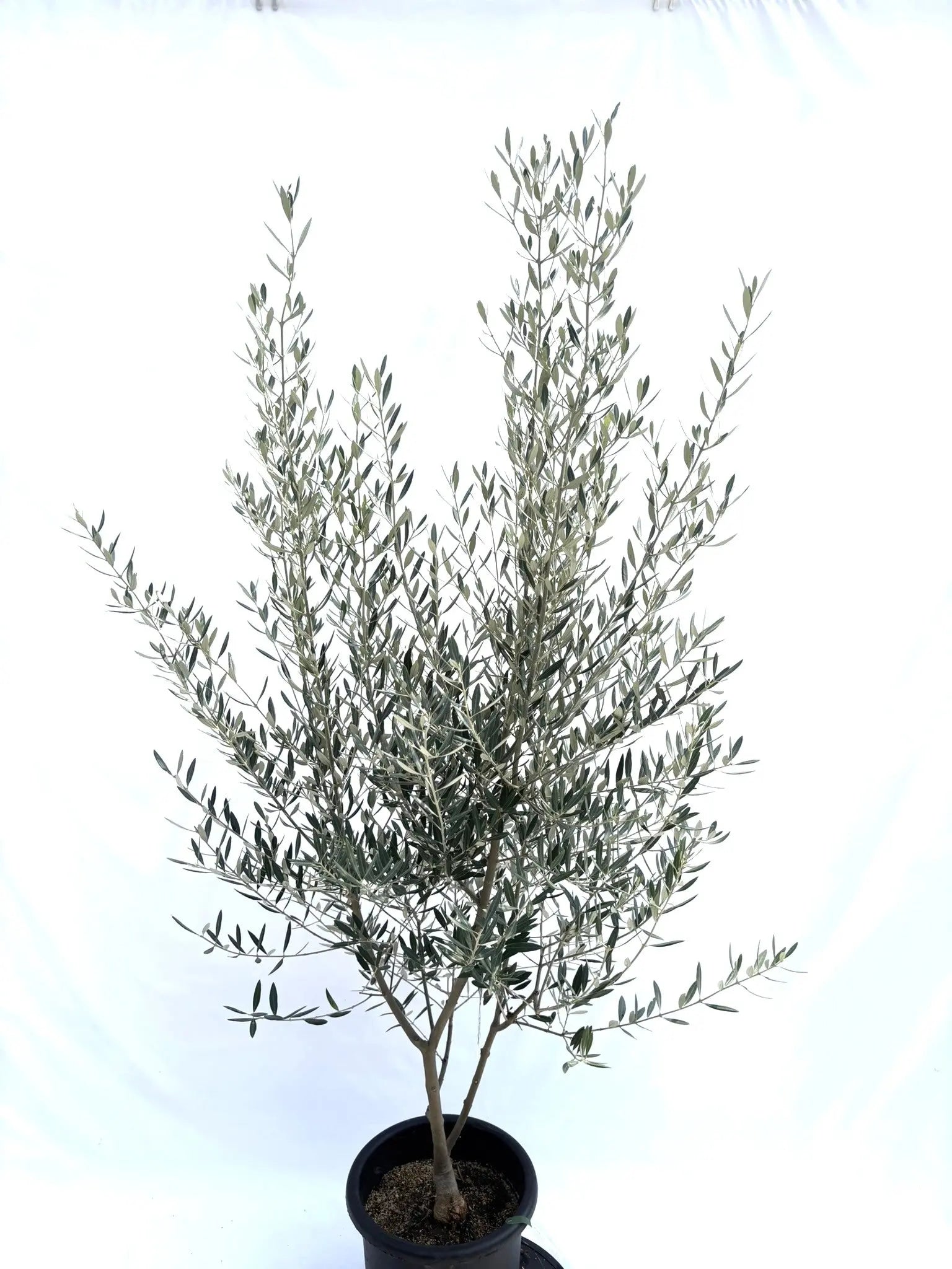 おすすめのオリーブの木 - 株式会社鶴亀園