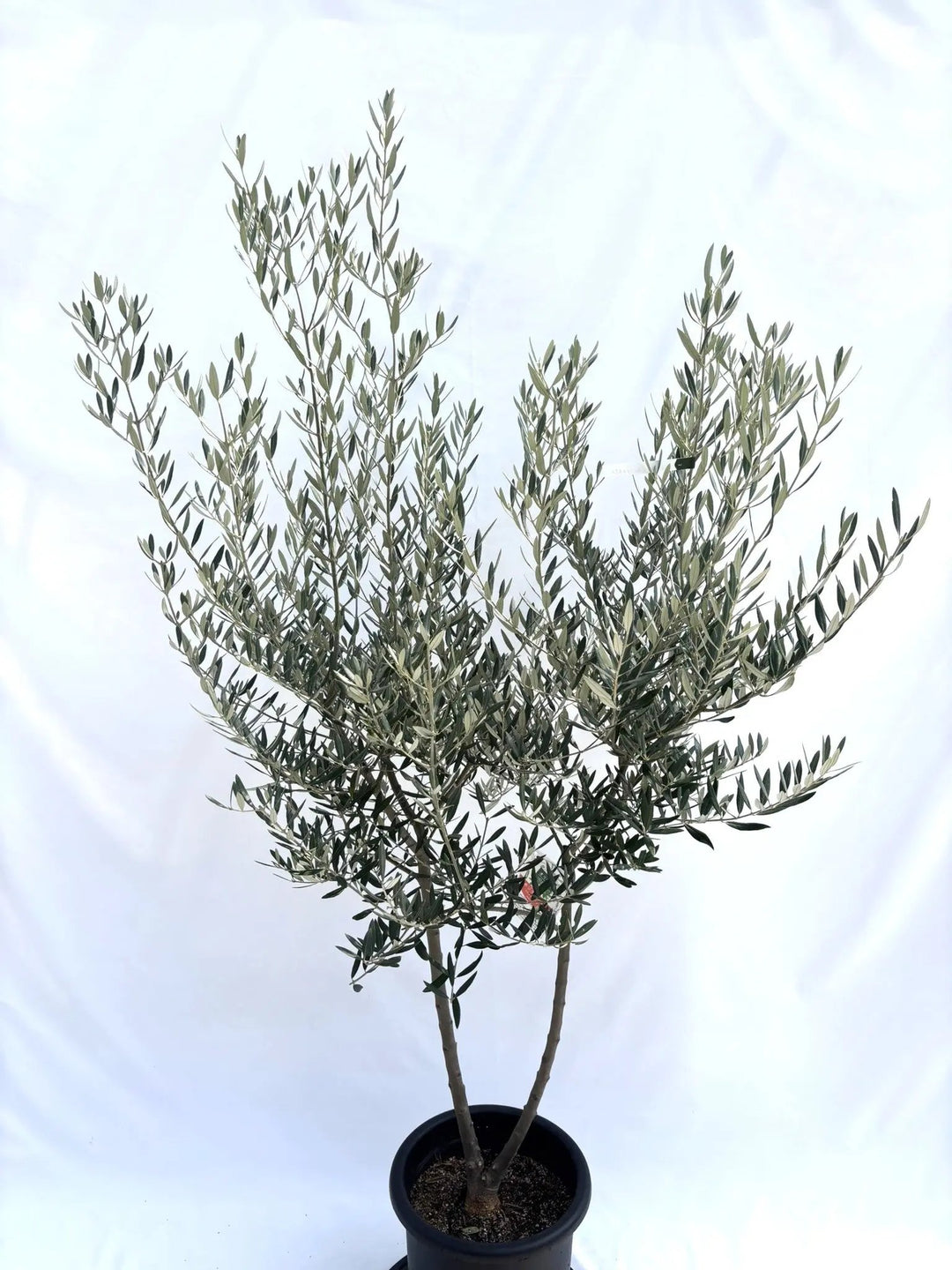 NEWホジブランコ（オリーブの木）｜Lサイズ｜No.10692｜約180cm｜人気