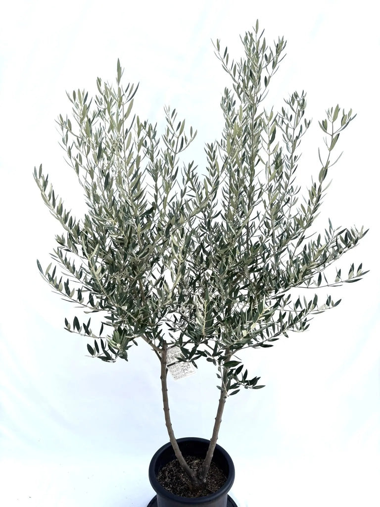 オリーブの木　ホジブランコ　10号　約160cm　NO.611　人気　現品掲載 オリーブの木 ホジブランコ 10号 約160cm NO.611 人気 現品掲載