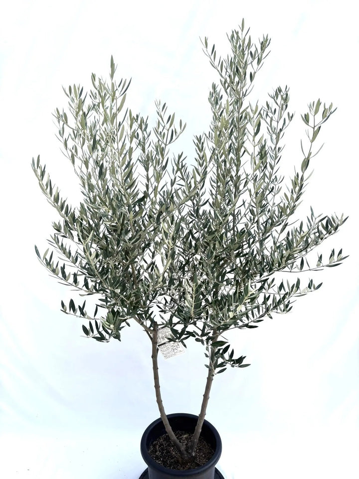 NEWホジブランコ（オリーブの木）｜Lサイズ｜No.10692｜約180cm