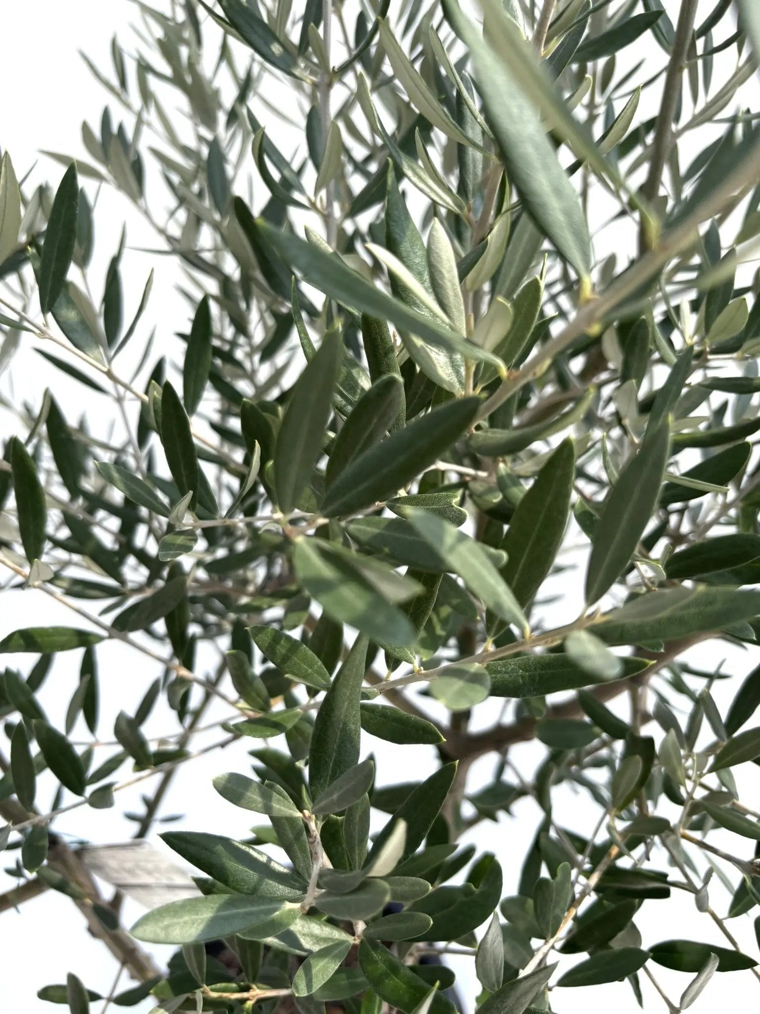 NEWホジブランコ（オリーブの木）｜Lサイズ｜No.10692｜約180cm｜人気