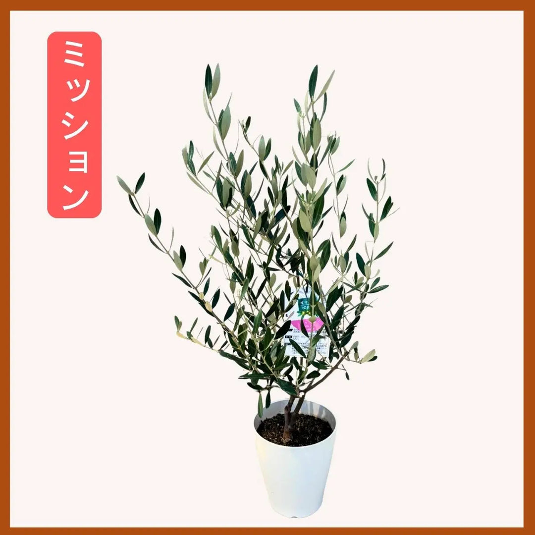 植物おじ本 7冊セット 植物おじ本 7冊セット