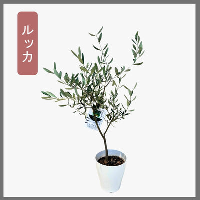おまかせオリーブ｜XXS／XSサイズ｜人気8品種から厳選お届け 株式会社鶴亀園