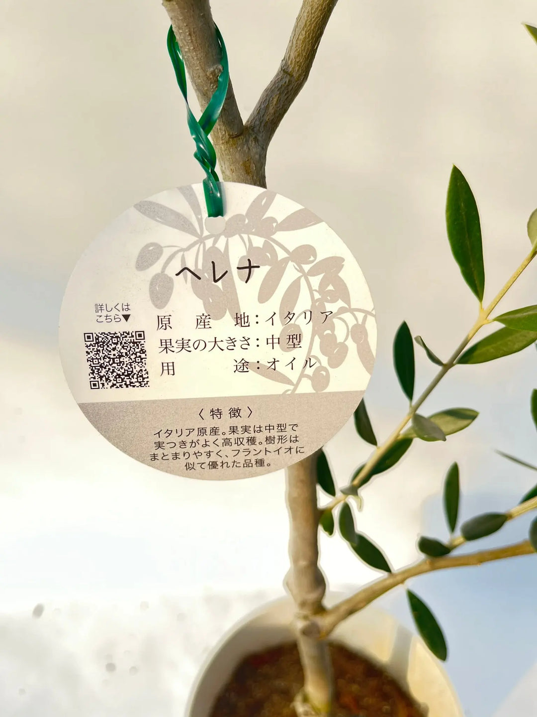 寒さに強い・開帳型】ヘレナ（オリーブの木）〈大型商品〉｜約