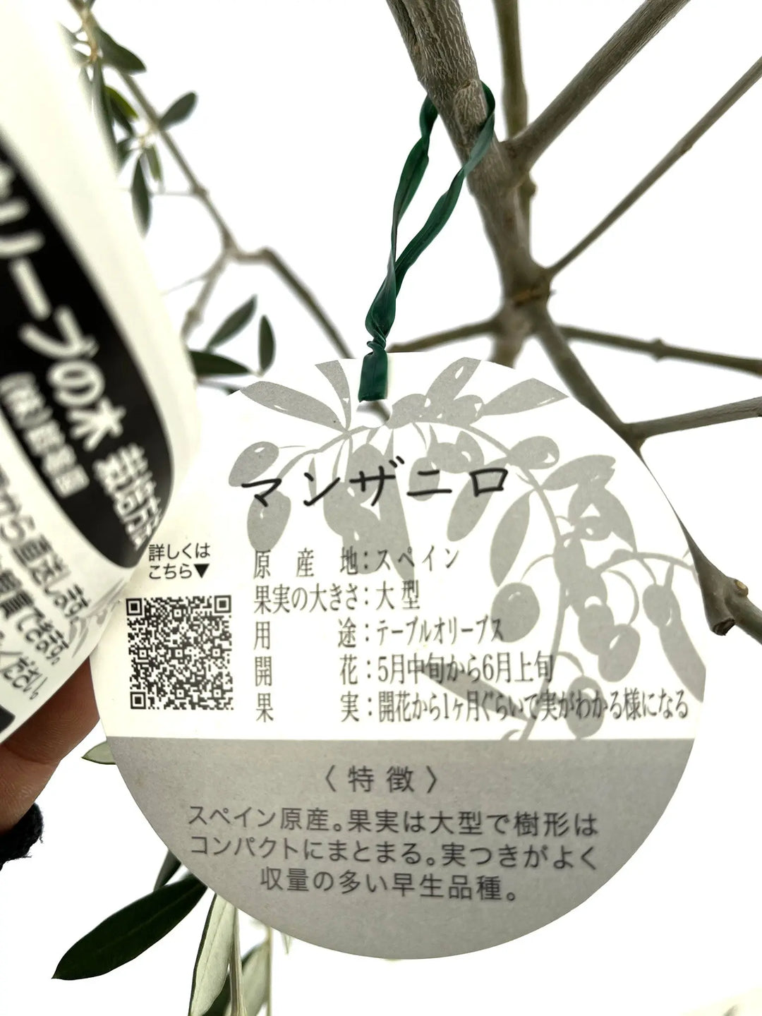 マンザニロ Lサイズ 約150cm NO.10142 オリーブの木 - 株式会社鶴亀園