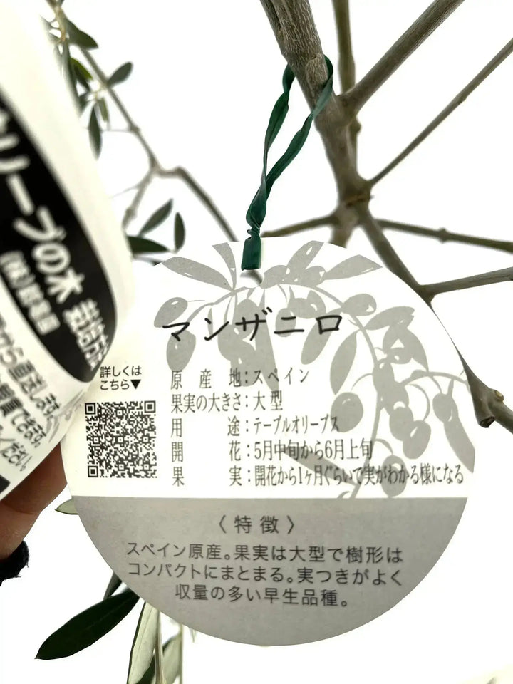 オリーブの木　マンザニロ　10号　約160cm　NO.390　人気品種　一点物 オリーブの木 マンザニロ 10号 約160cm NO.390 人気品種 一点物