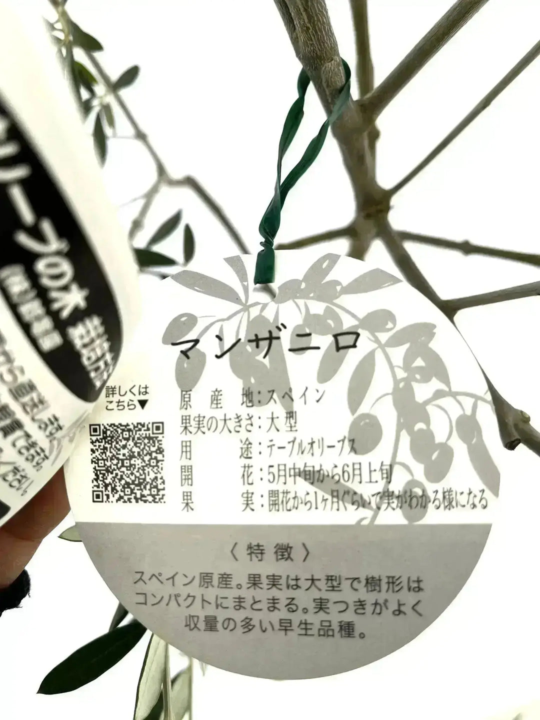 NEWマンザニロ（オリーブの木）｜Mサイズ｜約175cm｜NO.10638｜ 人気