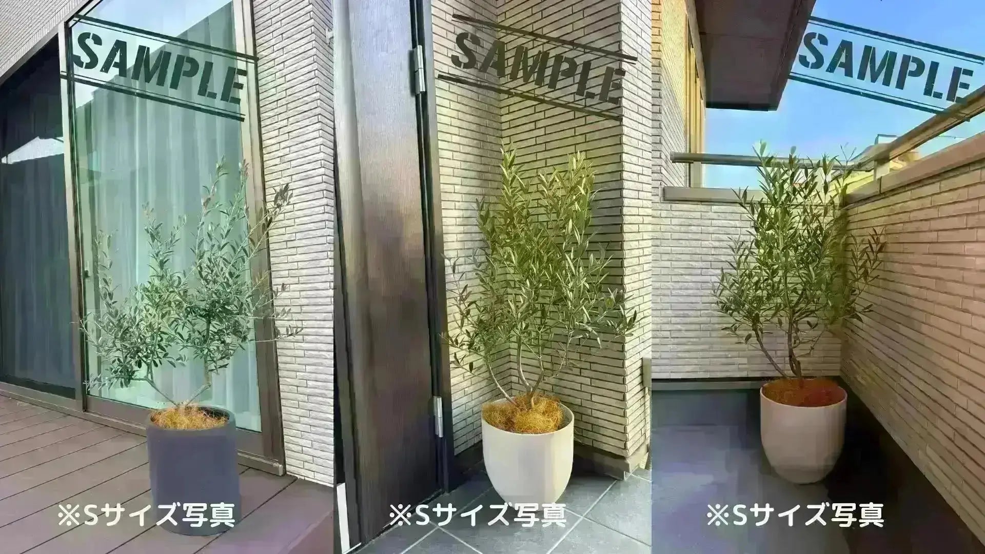 オリーブの木　ミッションA 人気・直立型】ミッション（オリーブの木）〈シンボル向き