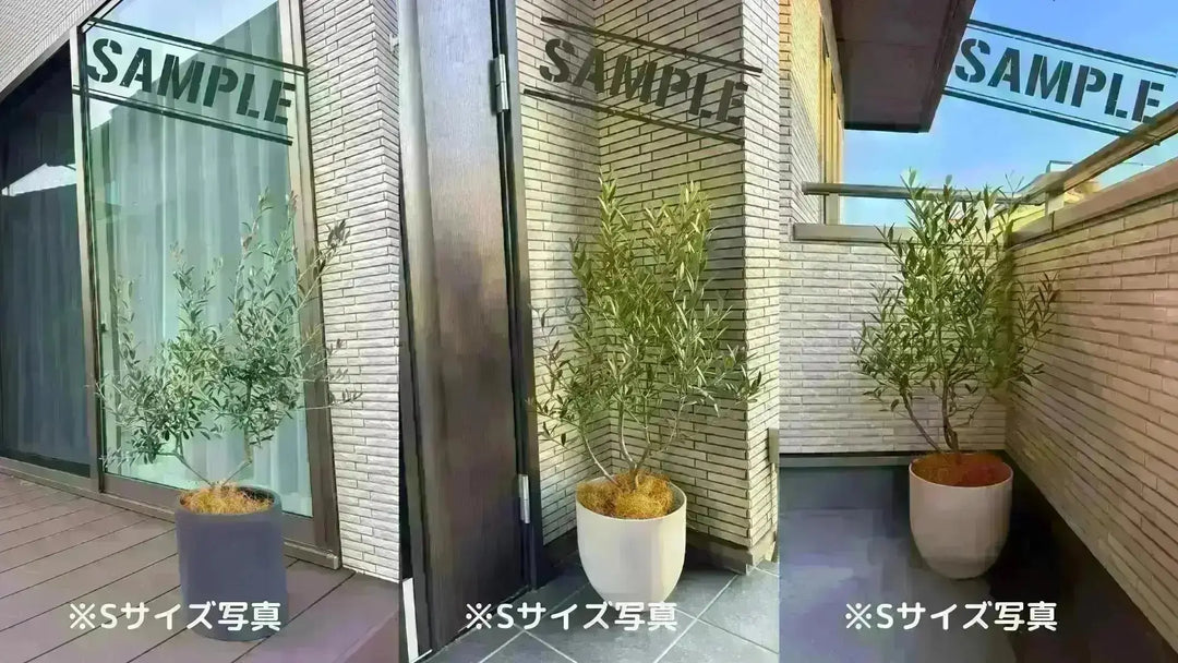 オリーブの木　ミッション　7号　約95cm　NO.557　人気品種　一点物 オリーブの木 ミッション 7号 約95cm NO.557 人気品種 一点物