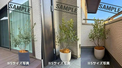 【人気・寒さ・病害虫に強い】フラントイオ（オリーブの木）〈開帳型〉｜110cm｜Sサイズ｜No.10554 株式会社鶴亀園