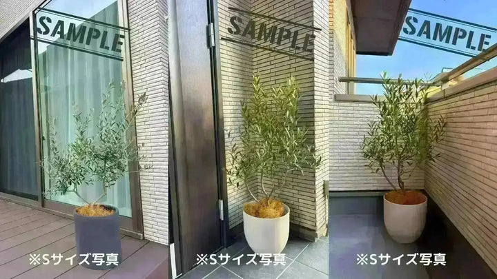 NEWネバディロブランコ（オリーブの木）｜大型商品｜NO.1885｜約150cm