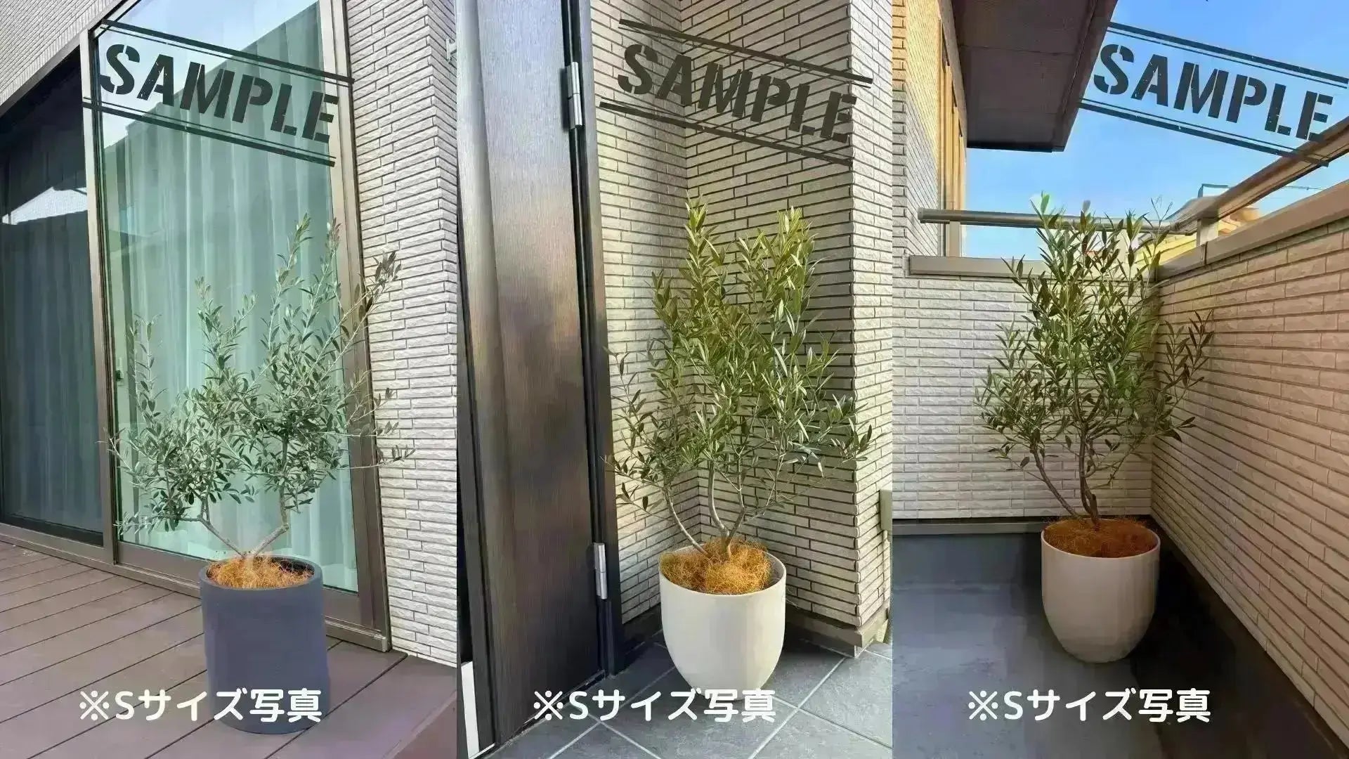 オリーブの木　ミッション　約200cm　NO.1898　大型　現品掲載　人気品種 NEWミッション（オリーブの木）｜大型商品｜NO.1898 ｜約200cm｜人気