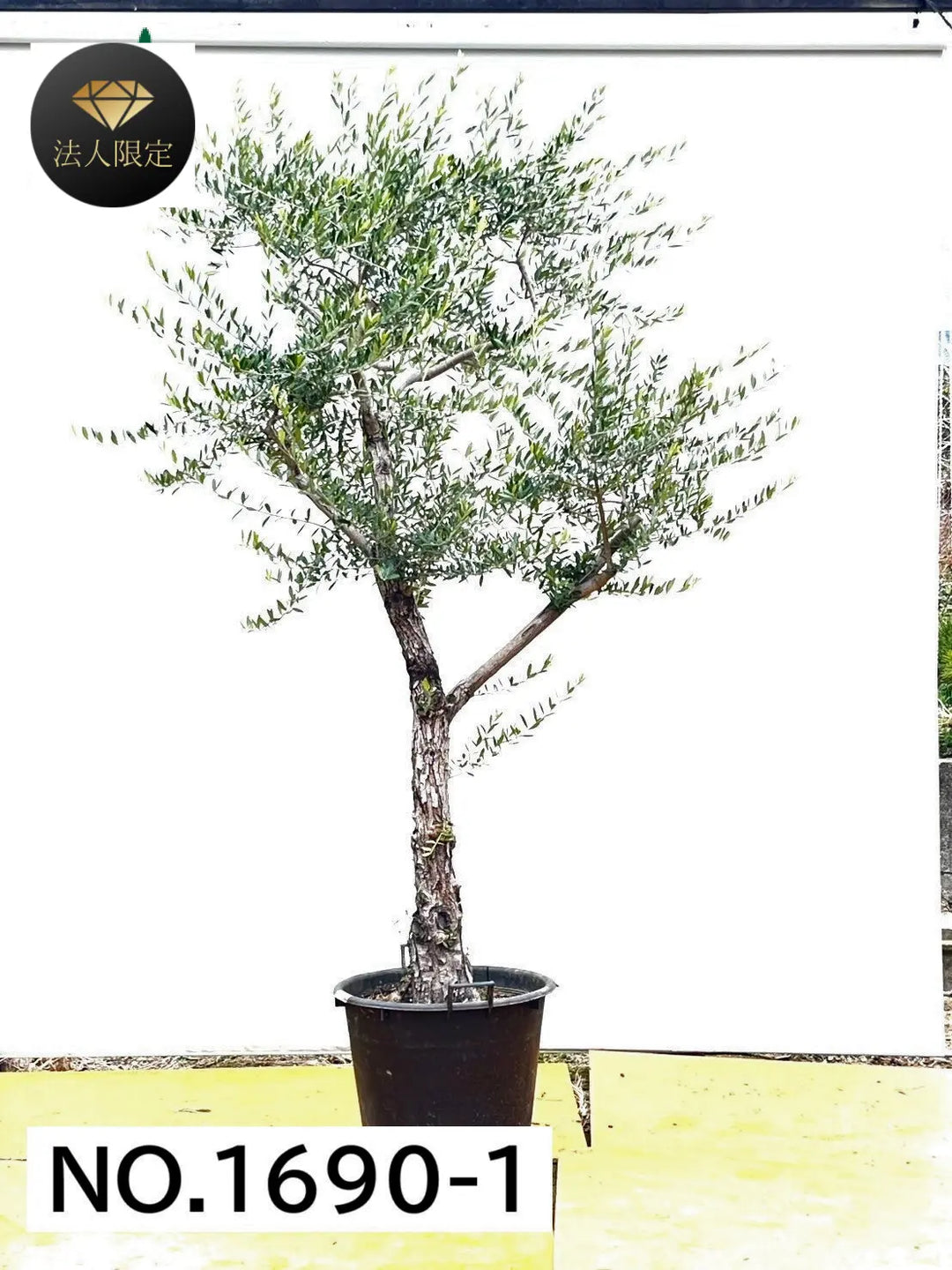 風格ある古木オリーブ - 株式会社鶴亀園