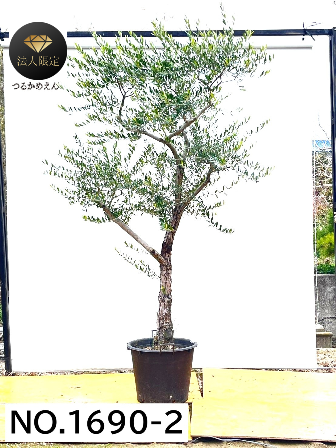 【法人限定】ネバディロブランコ（オリーブの木）｜XL｜NO.1690｜約270cm｜人気・開帳型