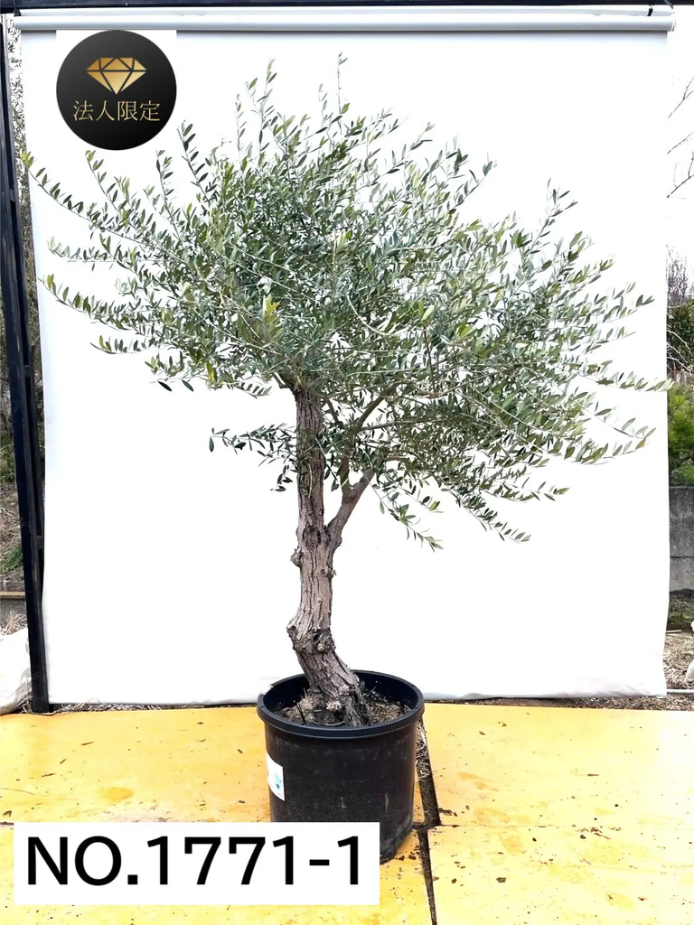 オリーブの木 ネバディロブランコ 17号 約180cm NO.1815 古木 オリーブ