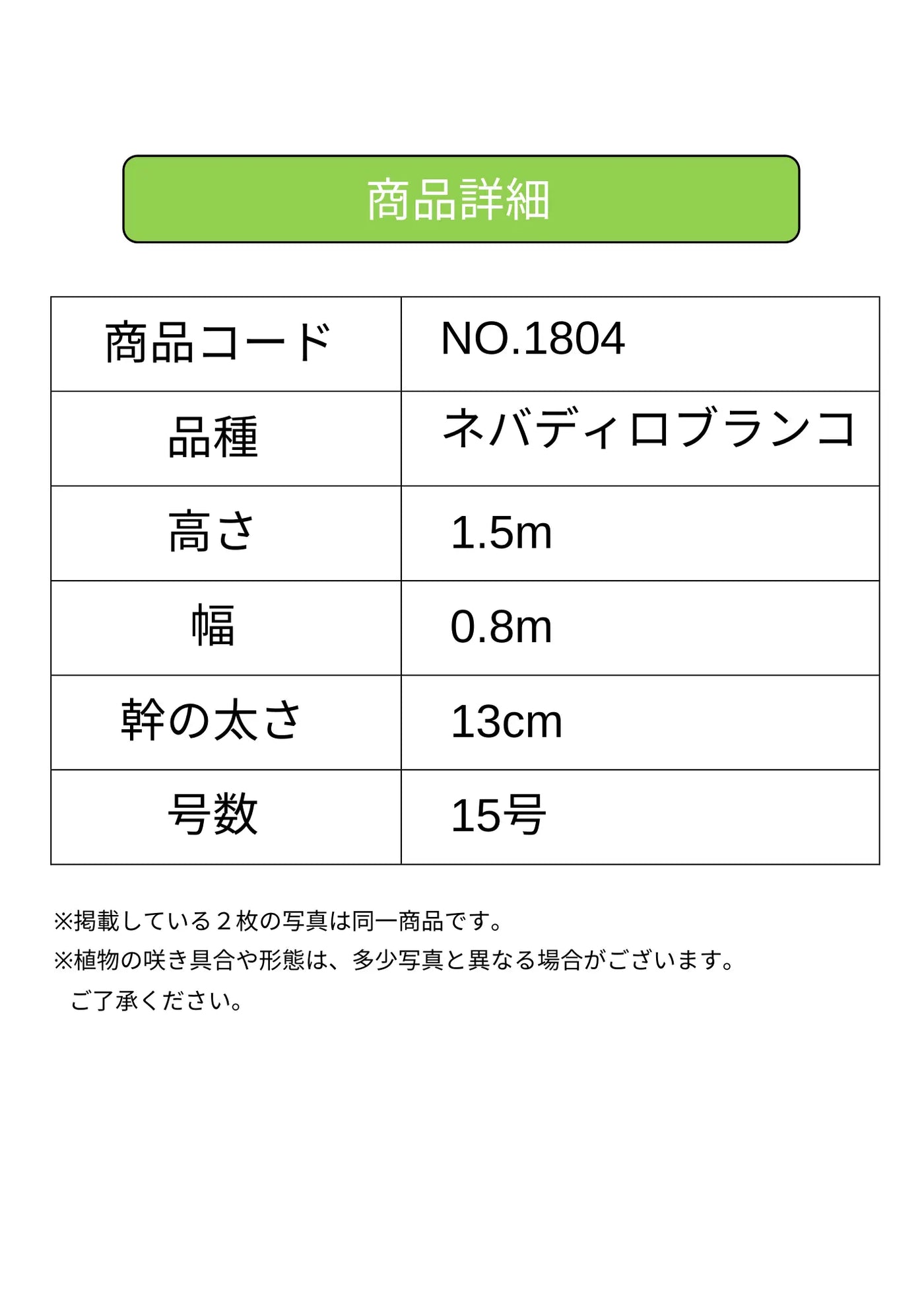 ネバディロブランコ　XLサイズ　約180cm　NO.1815　オリーブの木 古木　人気品種 株式会社鶴亀園
